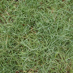 How to Identify Blue Couch Grass