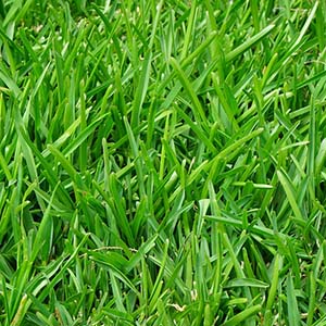 How to Identify Fescue Grass