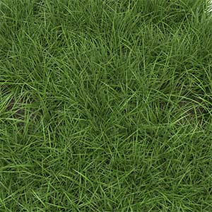 How to Identify Ryegrass Grass