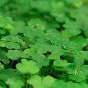 Identify and Kill Clover Weed by Victa