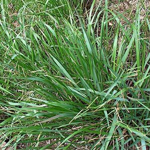 Identify and Kill Paspalum Weed by Victa