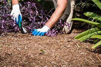 garden compost