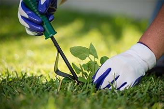 garden weeding
