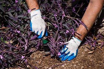 Fertilise Garden
