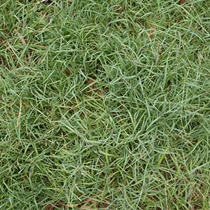 Blue Couch Grass How to Identify Blue Couch Grass