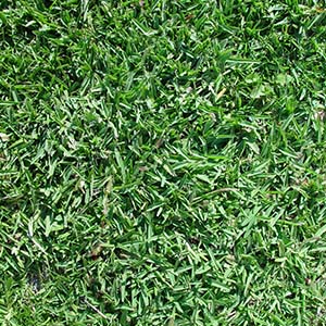 How to Identify Buffalo Grass