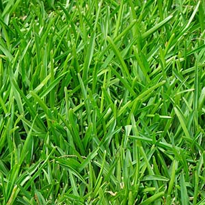 Fescue Grass How to Identify Fescue Grass