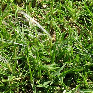 What is Kikuyu Grass