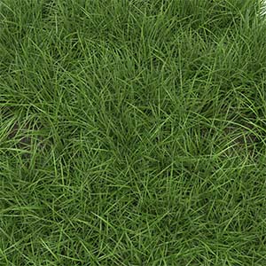 Ryegrass Grass How to Identify Ryegrass Grass