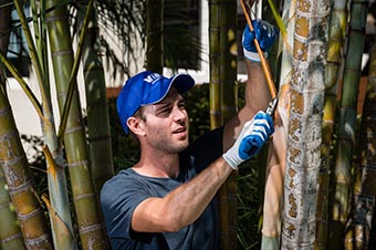 prune the plants