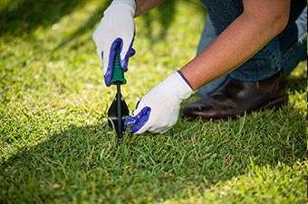 cut lawn weeds