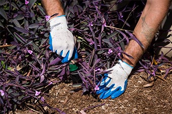 remove lawn weeds