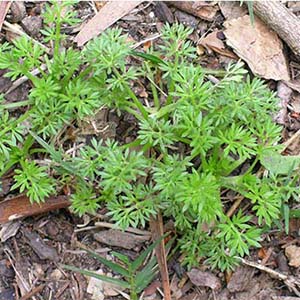 Weeds Identification Chart