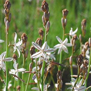 Onion Weed Identify and Kill Onion Weed by Victa