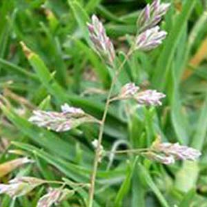 Identify and Kill Wintergrass Weed by Victa