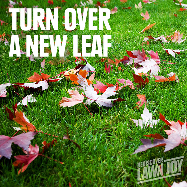Turn Over a New Leaf Autumn Leaves on the lawn