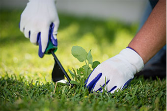Removing Weeds Removing Weeds in Winter by Victa